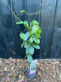 Wintergroene Bosrank (Roze) - Clematis armandii 'Apple Blossom'