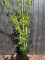 Bastaard Goudenregen - Laburnum x watereri 'Vossii'