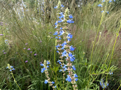 Salie (Hoge soort 150 cm) - Salvia Uliginosa