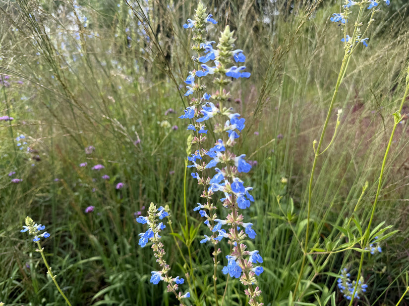 Salie (Hoge soort 150 cm) - Salvia Uliginosa