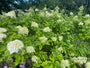 Pluimhortensia - Hydrangea paniculata