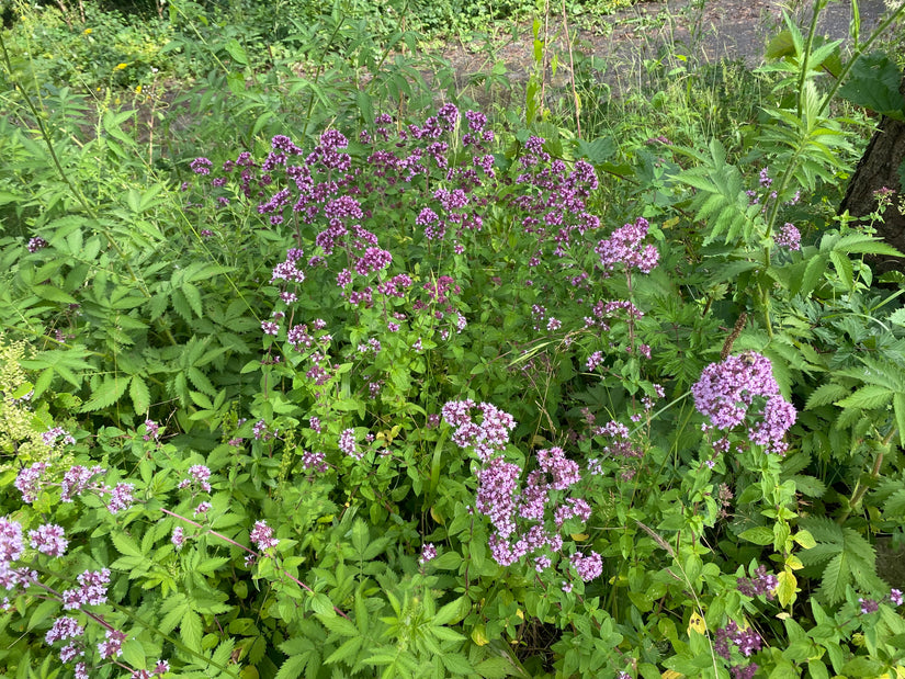 Wilde marjolein (Oregano) - Origanum vulgare - Inheems