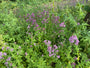 Wilde marjolein (Oregano) - Origanum vulgare - Inheems