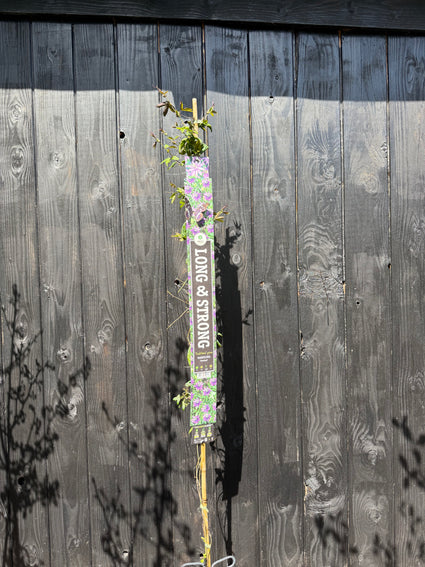 Passiebloem (Paars) - Passiflora 'Amethyst'