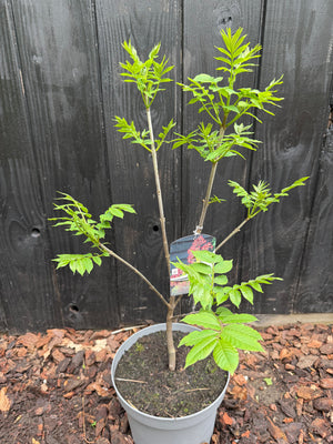 100-125 cm, C5
