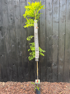 180-200 cm, C5