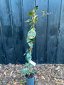 Wintergroene klimop (donkergroen) - Hedera helix 'Woerner'