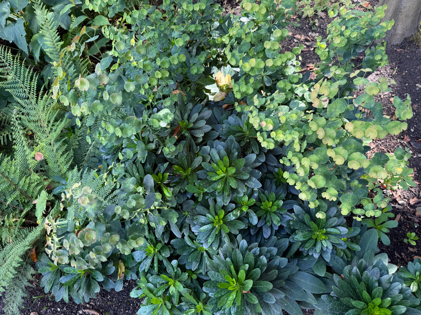 Amandelwolfsmelk - Euphorbia amygdaloides var. robbiae