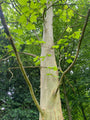 Westerse plataan - Platanus occidentalis