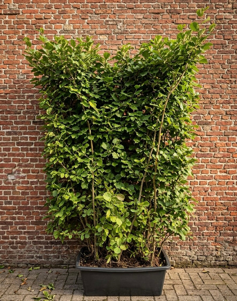 Kant en klare elzenhaag