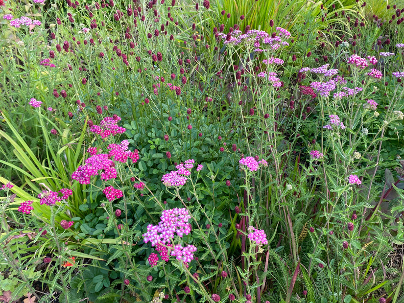 Biologisch Gewoon duizendblad - Achillea millefolium 'Cerise Queen'