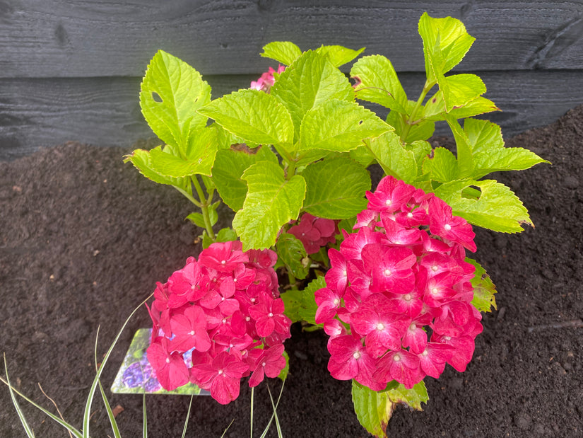 Hortensia - Hydrangea macrophylla 'Renate Steiniger'