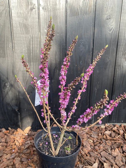 Rood peperboompje - Daphne mezereum 'Rubra' TIP