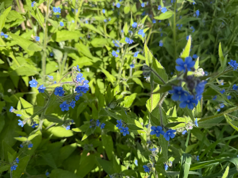 Overblijvende ossentong 'Pentaglottis sempervirens'