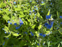 Overblijvende ossentong 'Pentaglottis sempervirens'