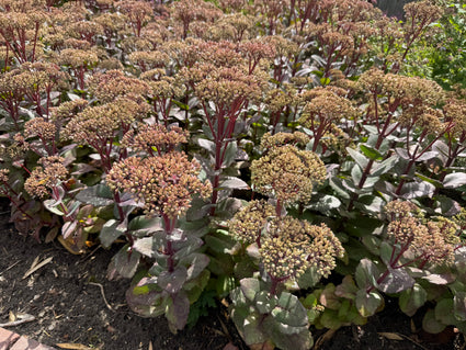 Bleke hemelsleutel - Sedum telephium 'Atropurpureum'