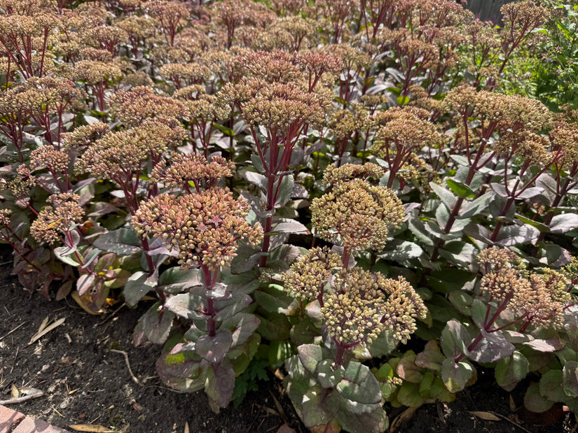 Bleke hemelsleutel - Sedum telephium 'Atropurpureum'