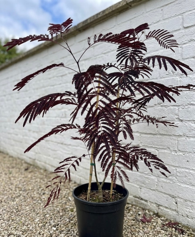 Perzische slaapboom (Donkerbruin) - Albizia julibrissin Summer Chocolate
