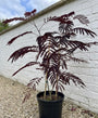 Perzische slaapboom (Donkerbruin) - Albizia julibrissin Summer Chocolate