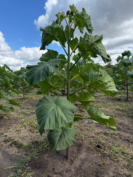 Anna Paulownaboom - Paulownia tomentosa
