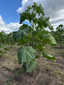 Anna Paulownaboom - Paulownia tomentosa