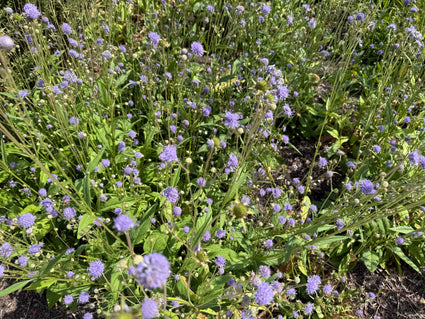 Blauwe knoop - Succisa pratensis