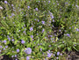 Blauwe knoop - Succisa pratensis