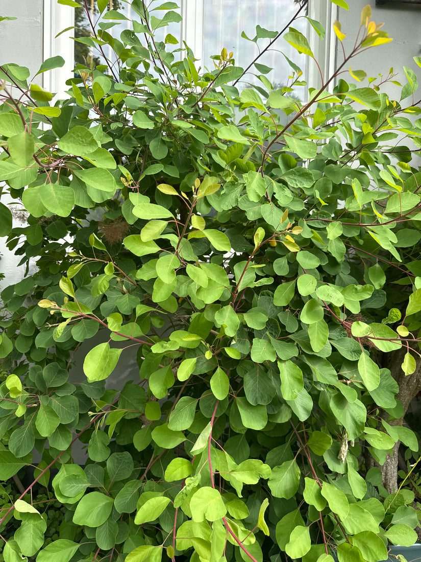 Pruikenboom (Groene soort) - Cotinus coggygria