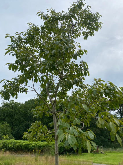 Zwarte tupeloboom - Nyssa Sylvatica 'Wildfire'