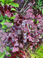 Hemelsleutel - Sedum seduction 'Cherry Chocolate'