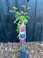Rode Klimroos - Rosa (K) 'Red Climber'