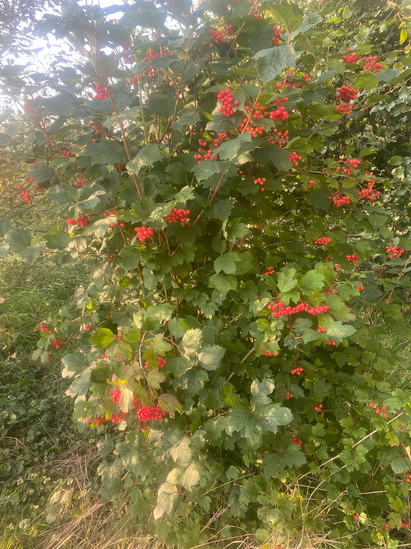 Gelderse Roos - Viburnum Opulus