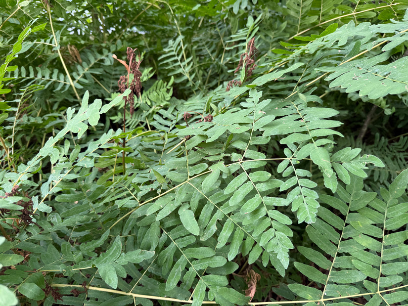 Koningsvaren (Hoogte 150 cm) - Osmunda regalis