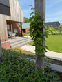 Druif (Wit) Biologisch - Vitis vinifera Bianca