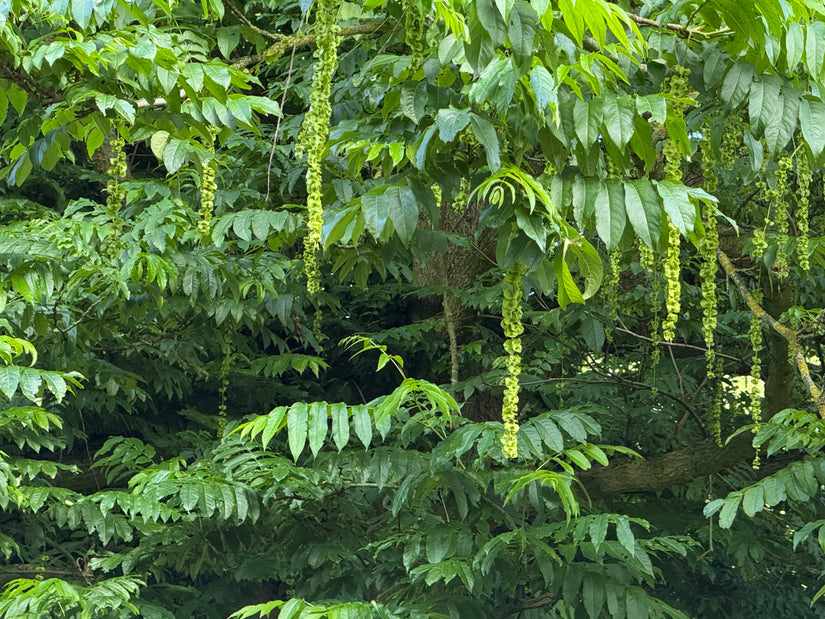 Gewone vleugelnoot - Pterocarya fraxinifolia