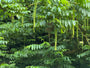 Gewone vleugelnoot - Pterocarya fraxinifolia