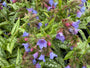 Longkruid - Pulmonaria 'Trevi Fountain'