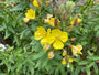 Middelste teunisbloem - Oenothera biennis