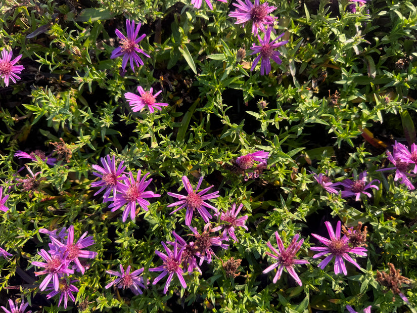 Biologisch Aster - Aster dumosus 'Alice Haslam'