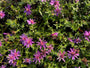 Biologisch Aster - Aster dumosus 'Alice Haslam'
