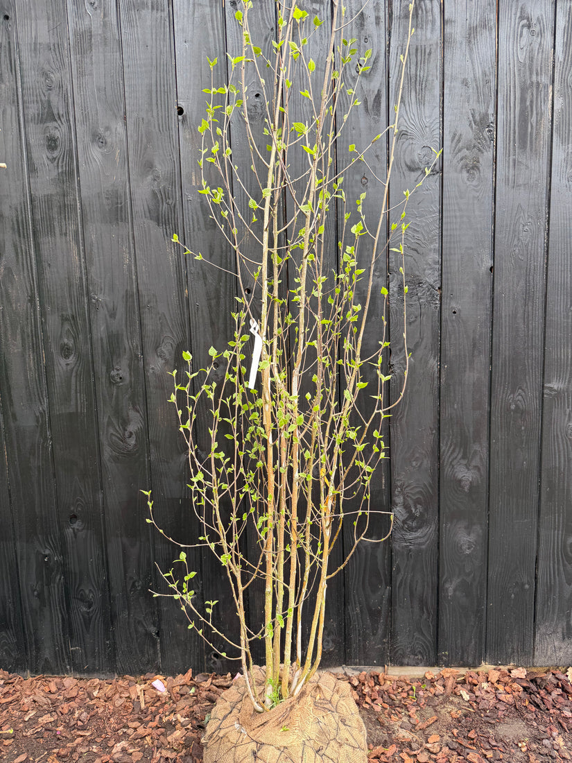 Berk - Betula Utilis 'Doorenbos'
