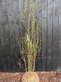 Berk - Betula Utilis 'Doorenbos'