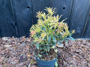 30-40 cm, C2