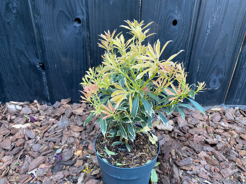 Rotsheide - Pieris 'Flaming Silver'