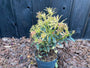 Rotsheide - Pieris 'Flaming Silver'