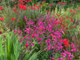 Slangenkop (Roze) - Penstemon 'Schoenholzeri'