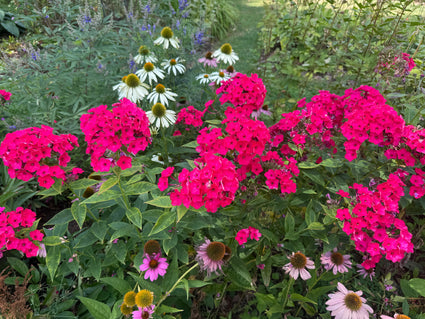 Vlambloem / Flox (Hoogte 90 cm, Rood) - Phlox 'Starfire'