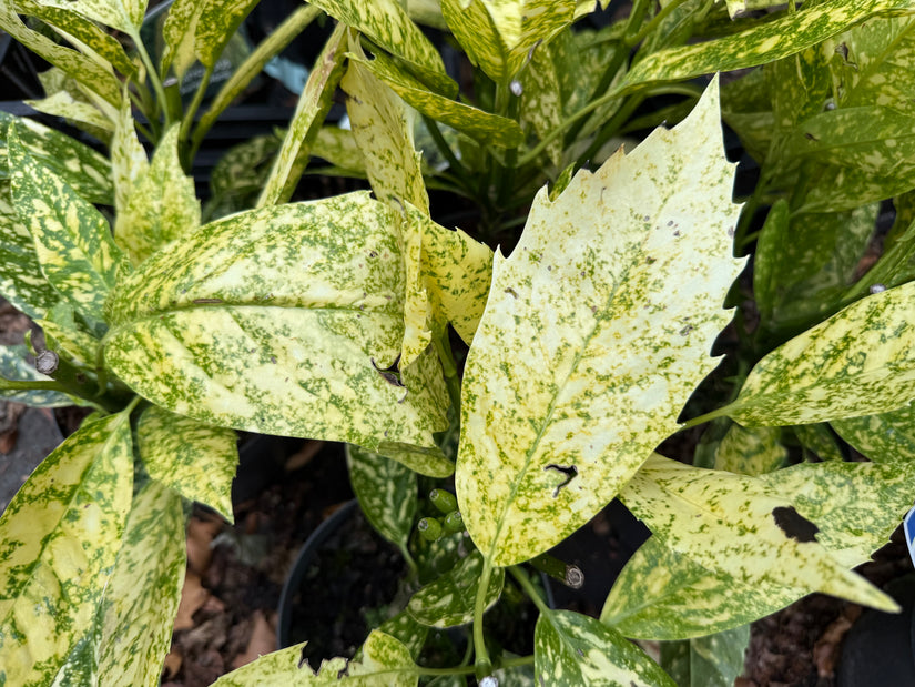 Broodboom - Aucuba japonica 'Golden king'