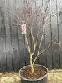 Acer red emperor - solitaire sierheester Eva