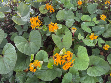 Kruiskruid - Ligularia dentata 'Desdemona'